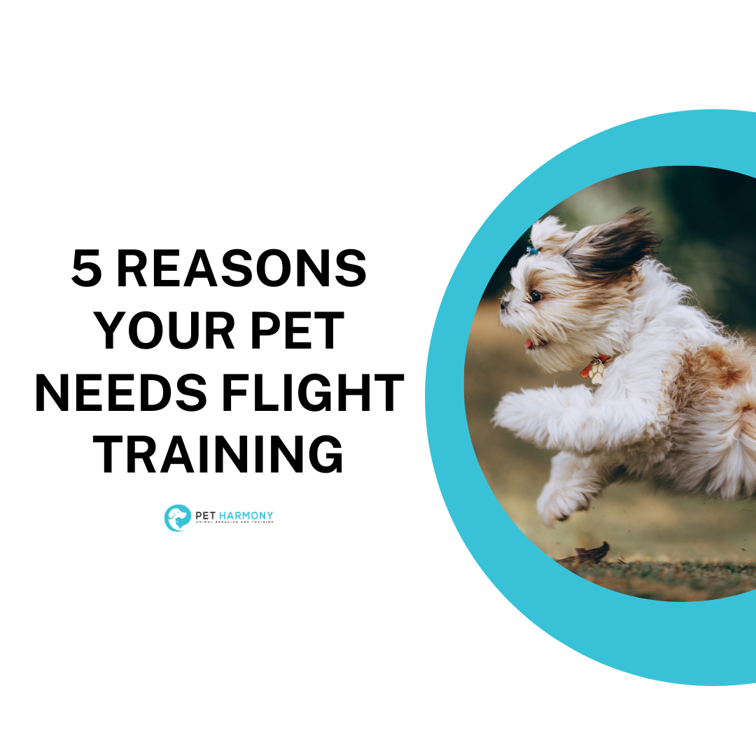 5 Reasons Your Pet Needs Flight Training Pet Harmony