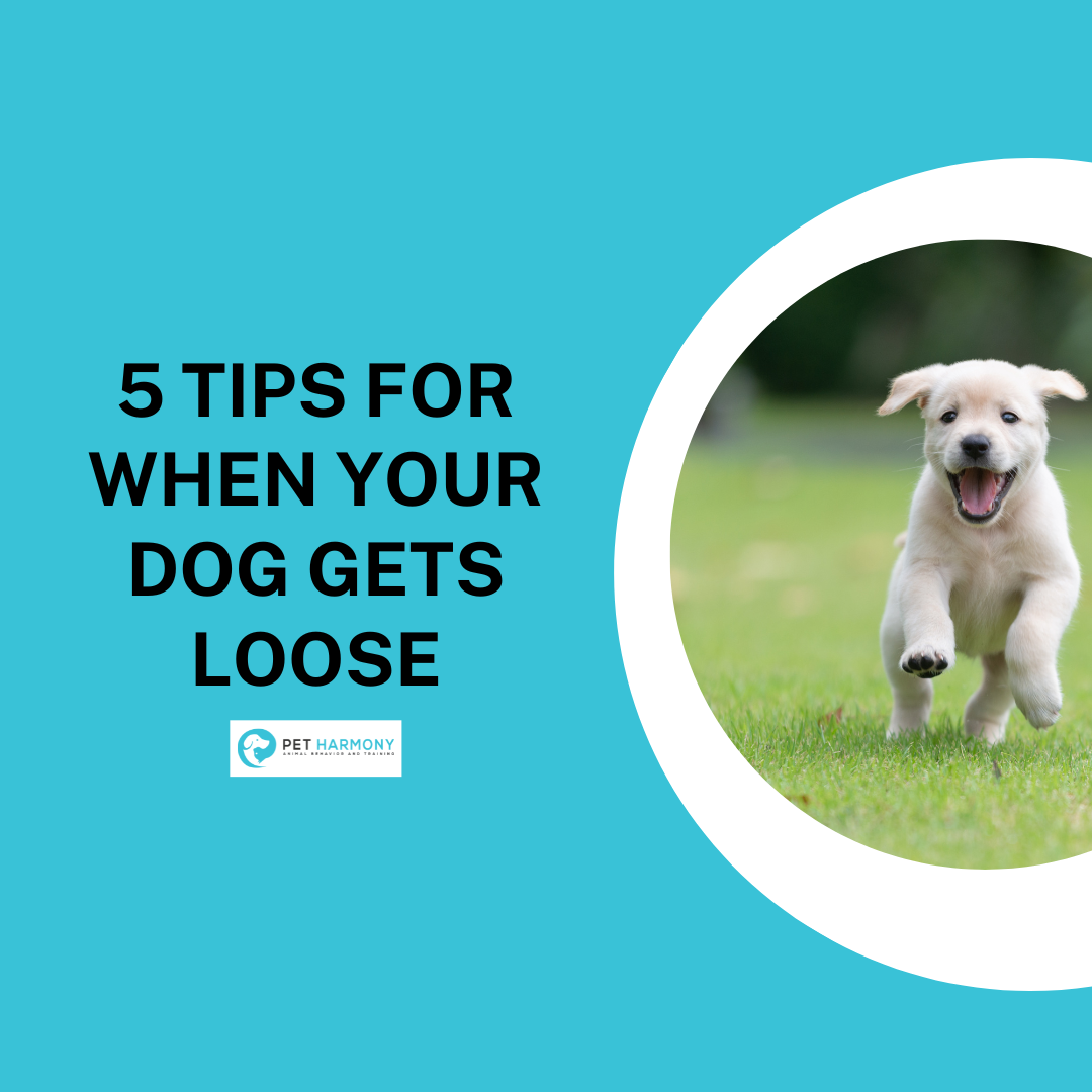 5-tips-for-when-your-dog-gets-loose-pet-harmony