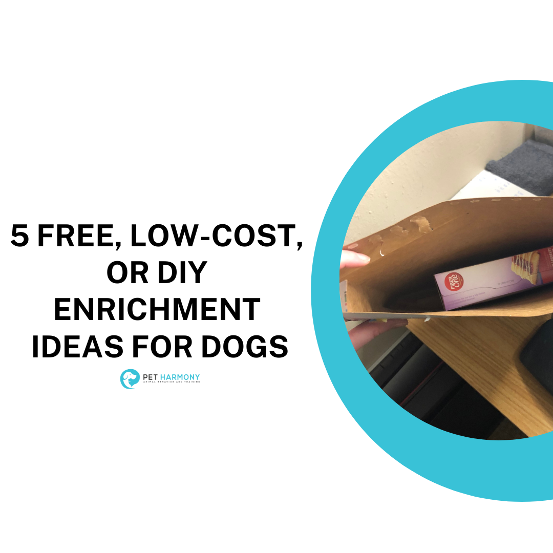 5 Simple DIY dog enrichment ideas on a budget