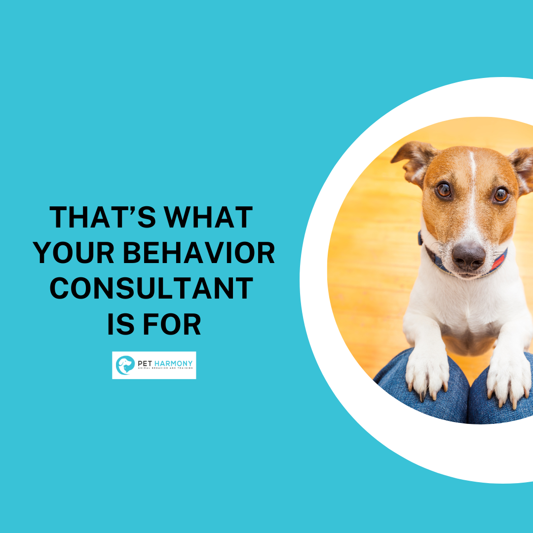 That's What Your Behavior Consultant is For Pet Harmony