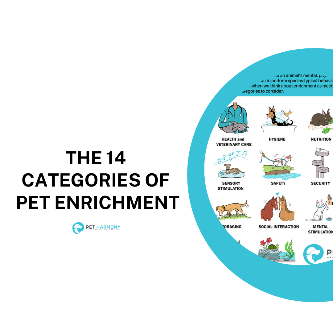 The 14 Categories of Pet Enrichment - Pet Harmony