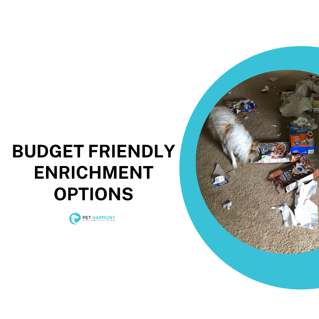 Budget Friendly Enrichment Options Pet Harmony