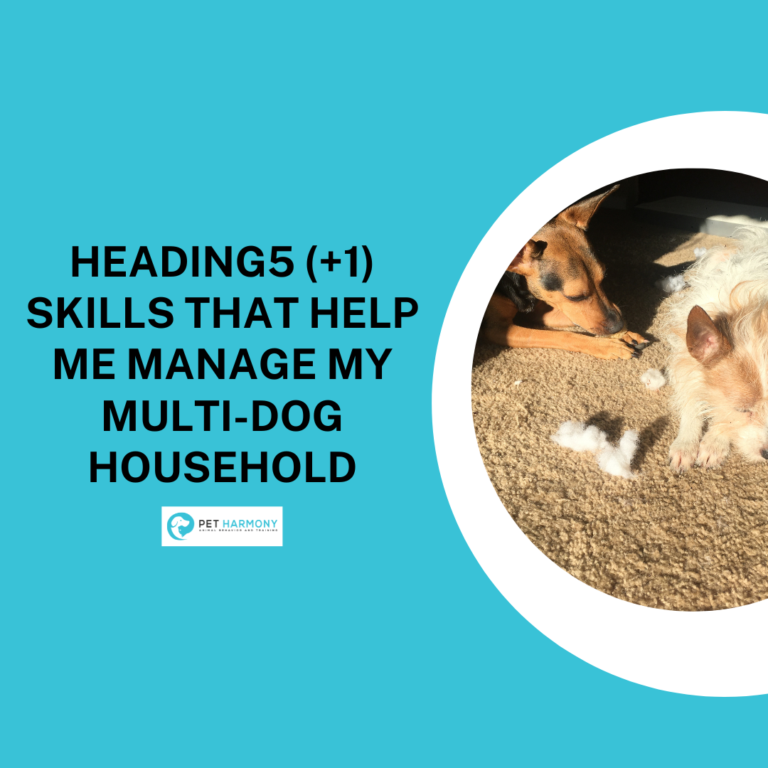 5 (+1) Skills That Help Me Manage My MultiDog Household Pet Harmony