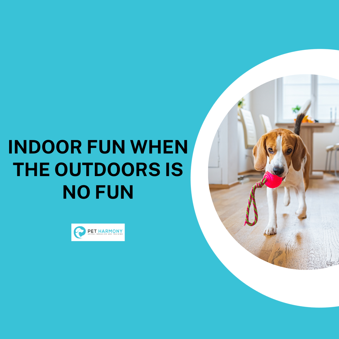 Indoor Fun When the Outdoors is No Fun - Pet Harmony