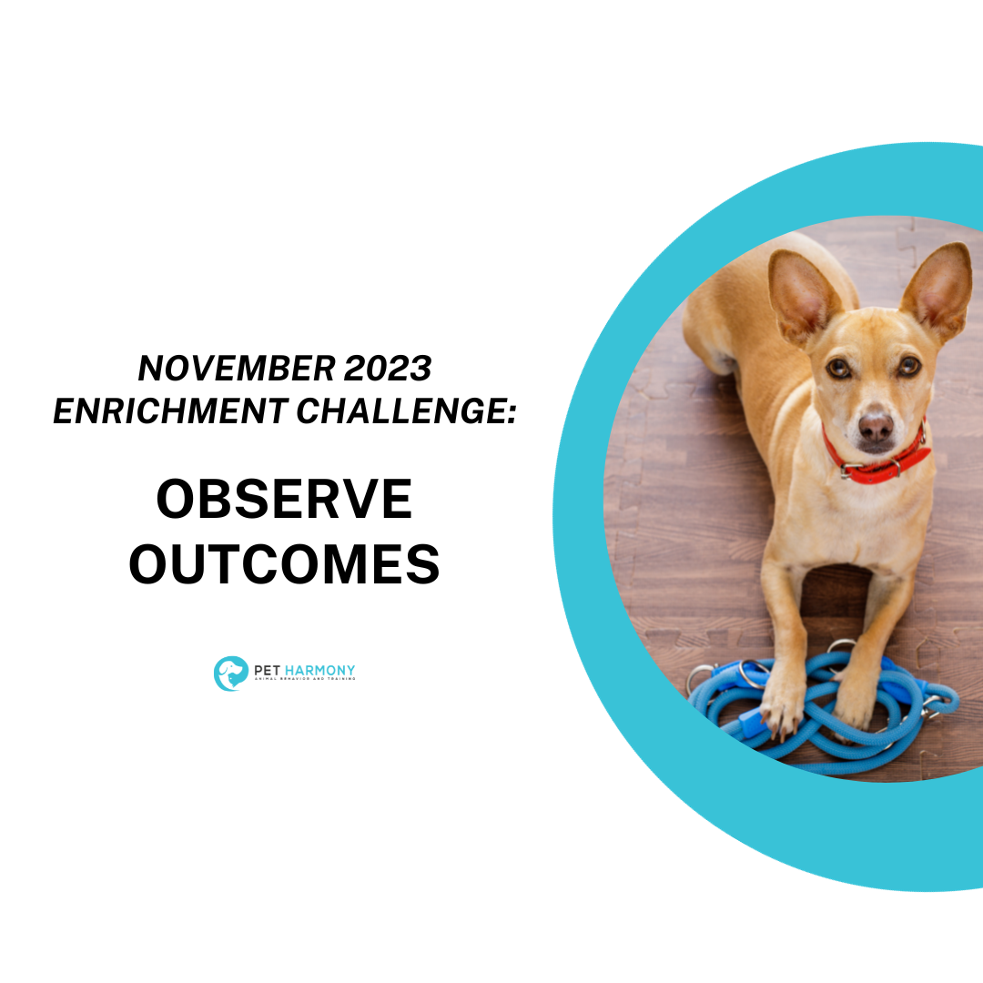 November 2023 Enrichment Challenge Observe Pet Harmony