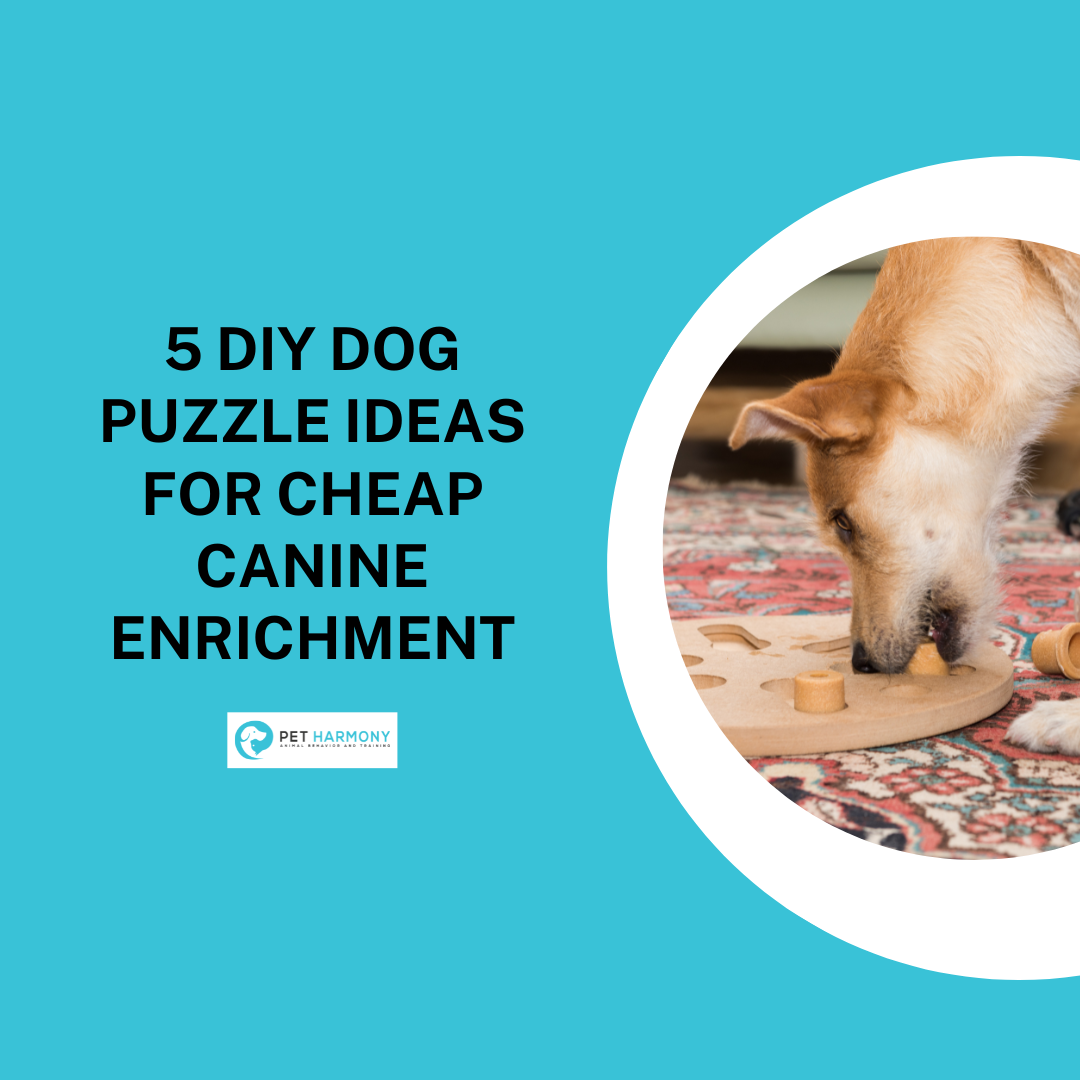 Diy treat shops puzzles for dogs