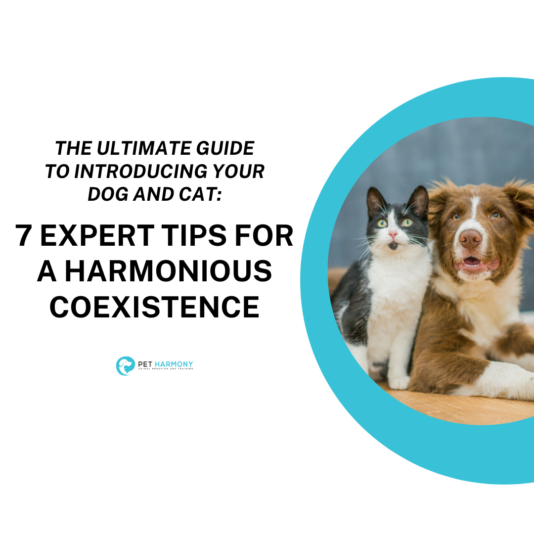 How to Introduce Dogs to Each Other Factors to Consider Pet Harmony