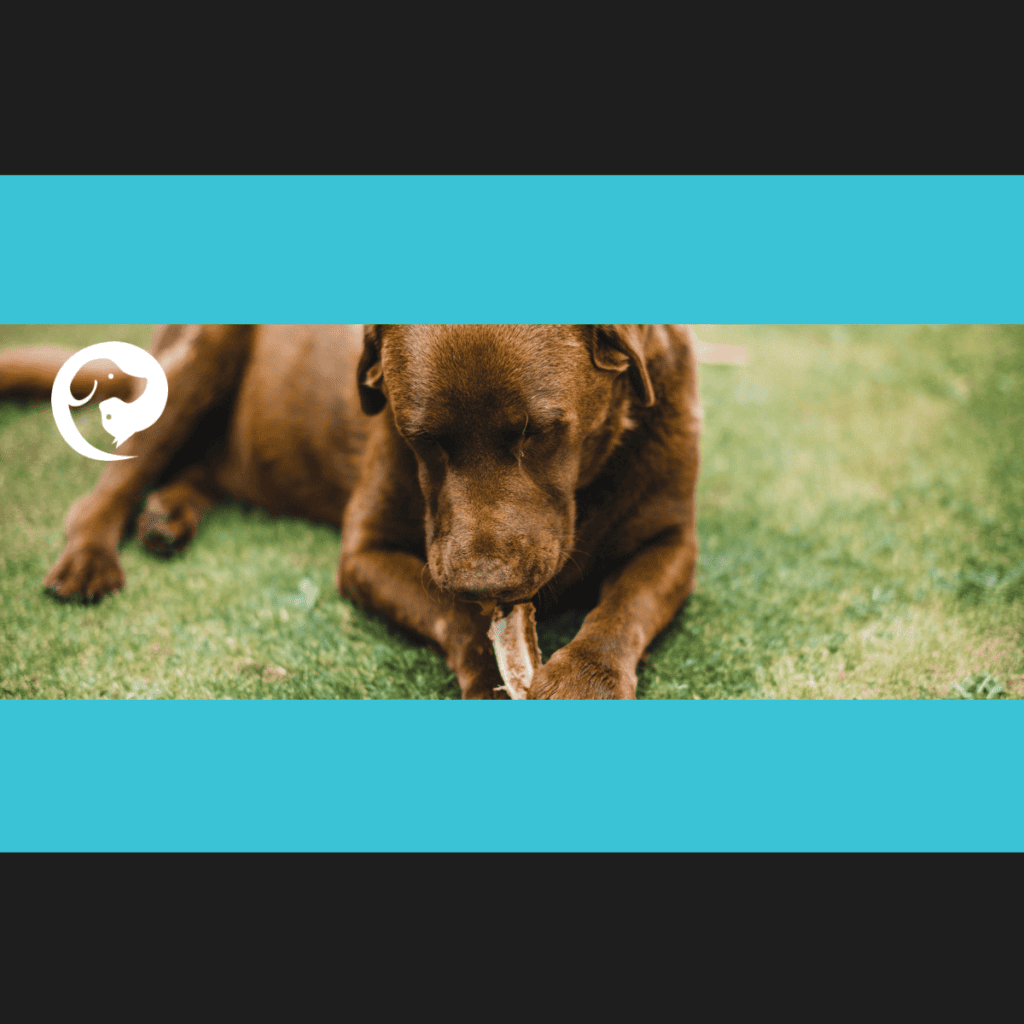 Close up of dog lying down chewing a bone. Taking it away can trigger resource guarding.