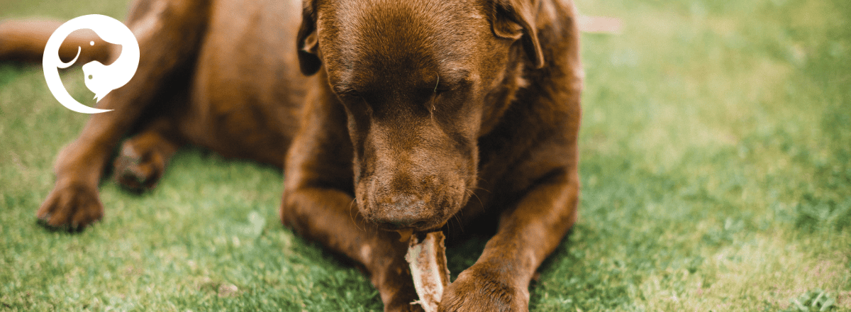Close up of dog lying down chewing a bone. Taking it away can trigger resource guarding.