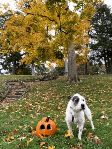 A scruffy white and dark grey dog standing in front of a tree with yellow fall foliage. There is a deflated jackolantern next to him.