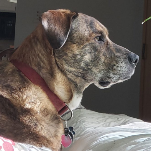 A side view of a brindle dog calmly looking over the back of a couch (out a window)