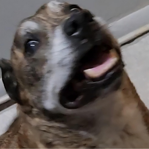 A brindle dog with an excited expression, eyes wide with his mouth open.