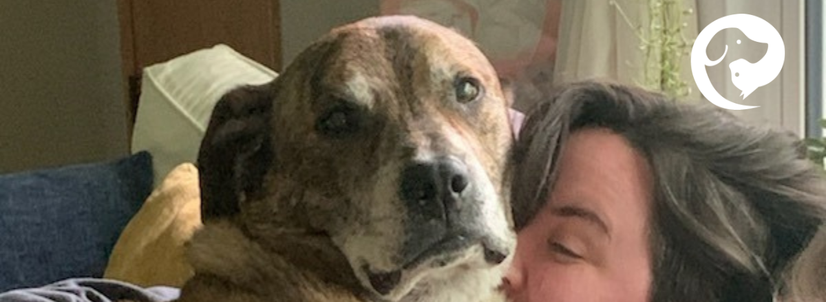 A large brindle dog laying on top of a person.