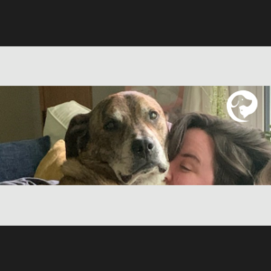 A large brindle dog laying on top of a person.