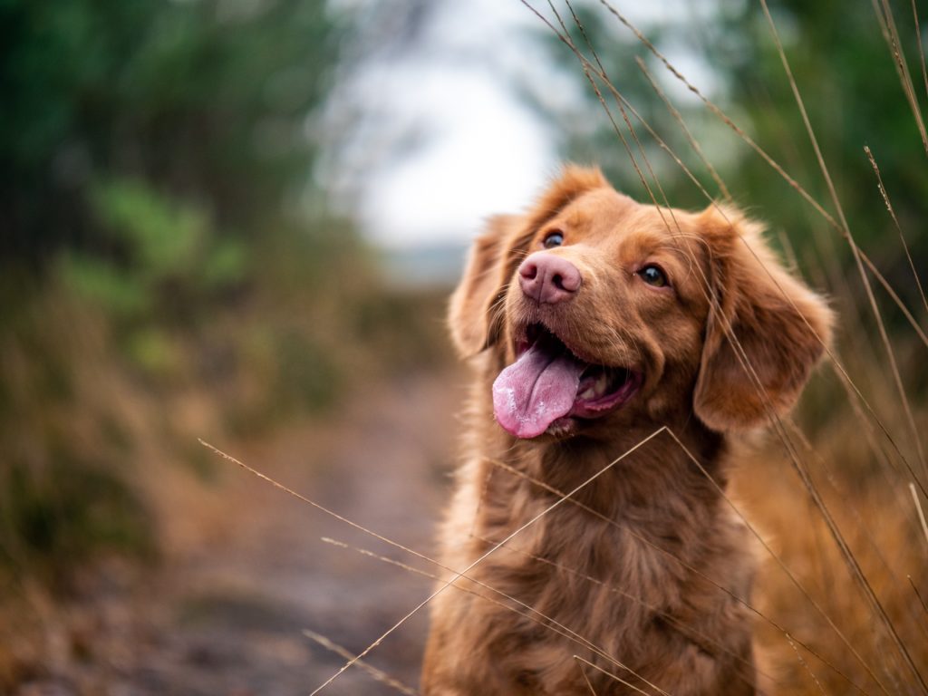 Close up of copper colored spaniel with floppy ears and pink panting tongue with blurred background of vegetation