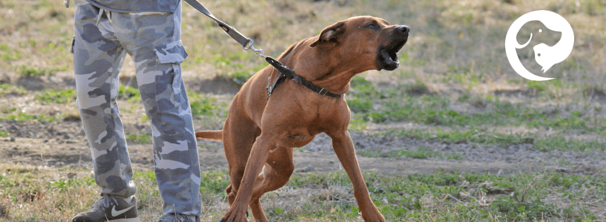 A leash reactive dog barking and lunging toward a trigger while on leash outdoors