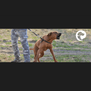 A leash reactive dog barking and lunging toward a trigger while on leash outdoors