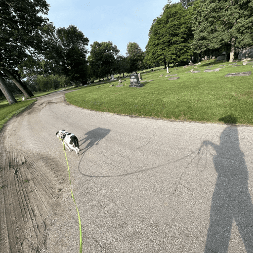 A scruffy white and dark grey dog walking on a long green lead in a cemetery. Reactive dog on a slow decompression walk.