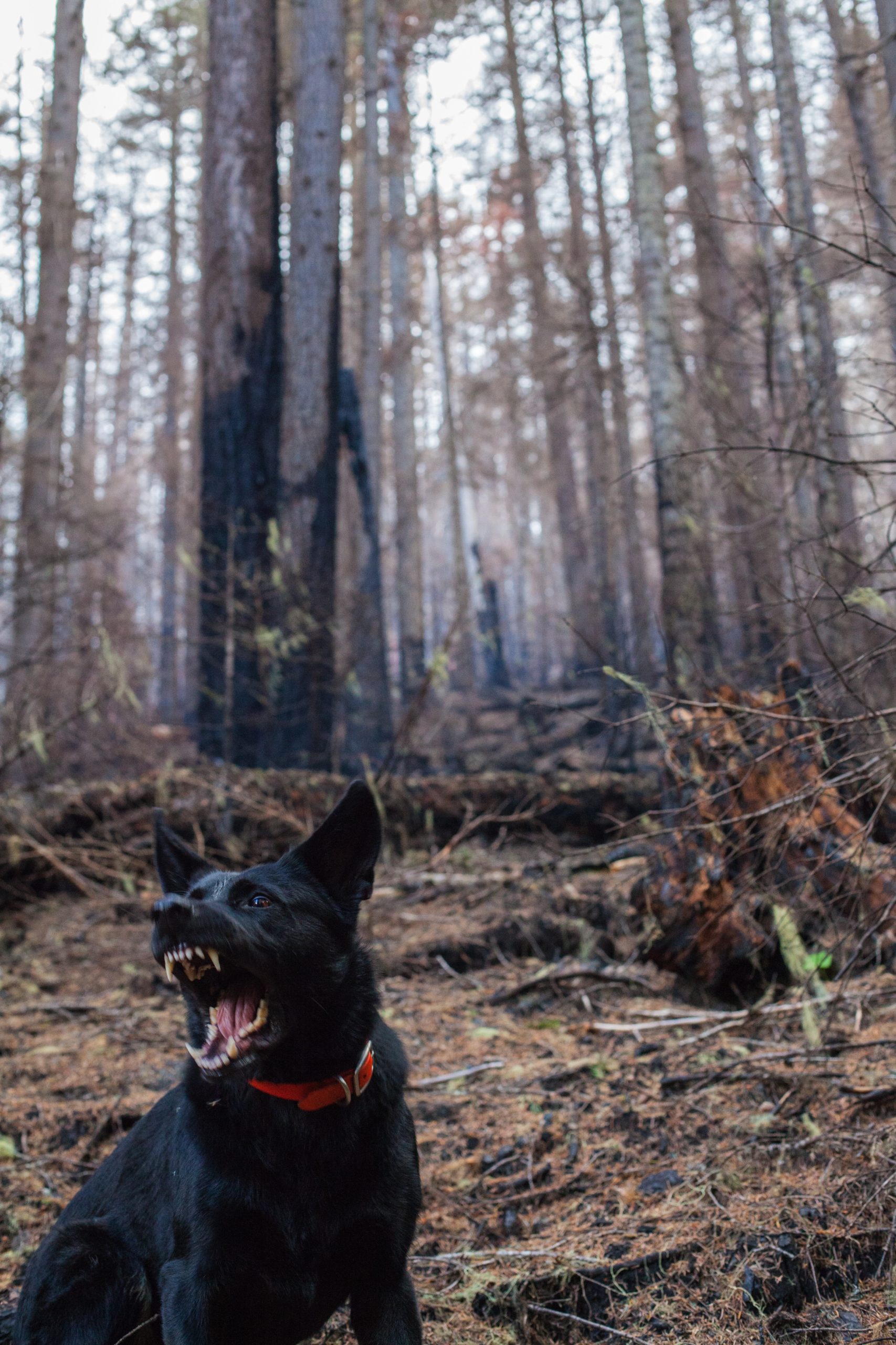 A black dog with pointed ears, slightly turned to the sides, round eyes, tense facial features, open mouth with lips pulled back to show teeth. Dog is wearing a red collar and is in front of a fall woodland background.