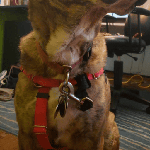 Close up of a brindle dog's neck with a safety clip attached to the front of his harness and his collar.