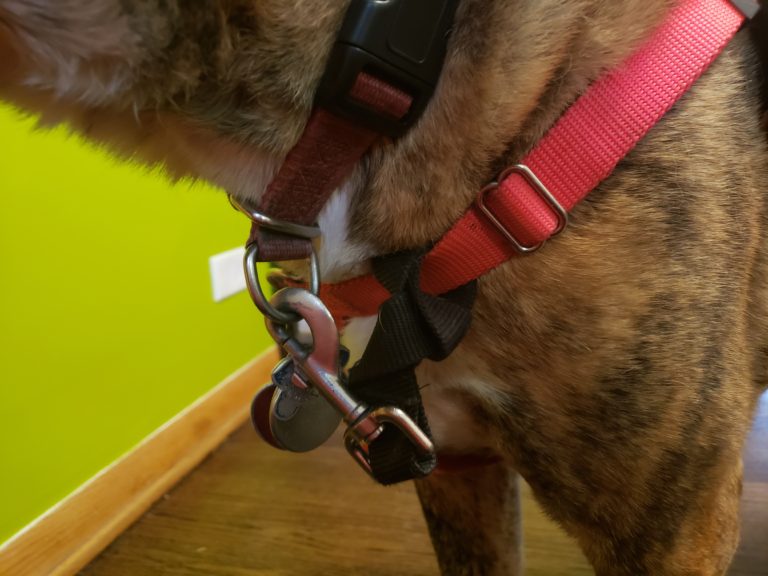 dogs who get out of harnesses Archives Pet Harmony