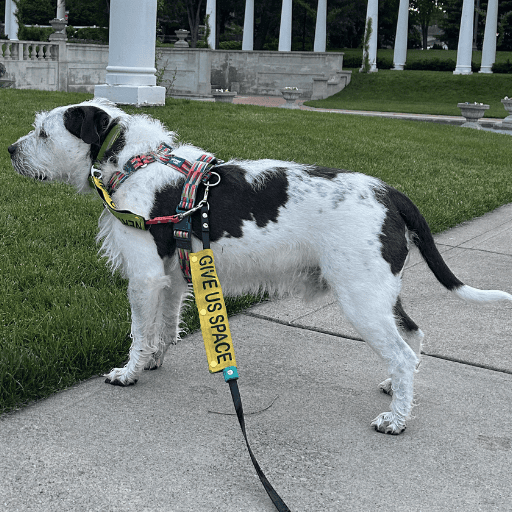 A scruffy white and dark grey dog in a harness and leash. There is a safety clip running from the base of the leash to his collar.