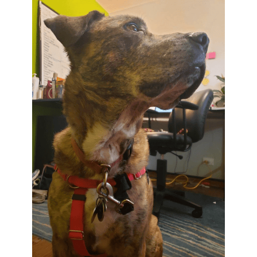 A close up of a brindle dog looking away from the camera.