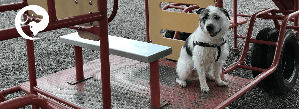 A dog wearing a black harness (freedom harness) sitting on some playground equipment.
