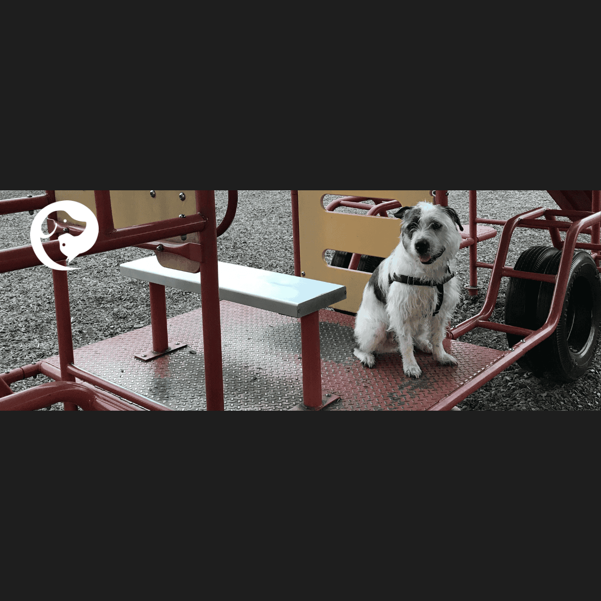 A dog wearing a black harness (freedom harness) sitting on some playground equipment.