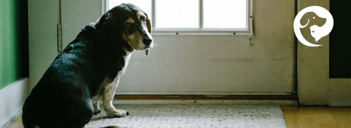 A dark brown dog sitting next to a door.