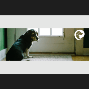 A dark brown dog sitting next to a door.