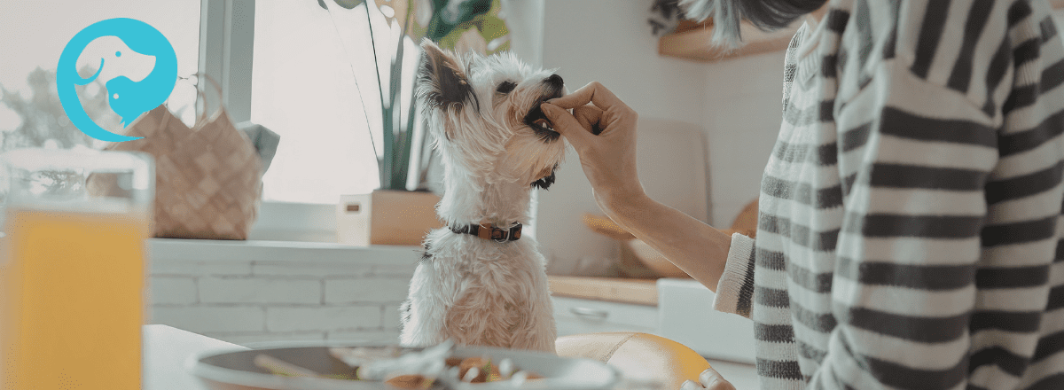 A small white dog getting a treat from their human at the kitchen table. Only the learner decides what food is high value!