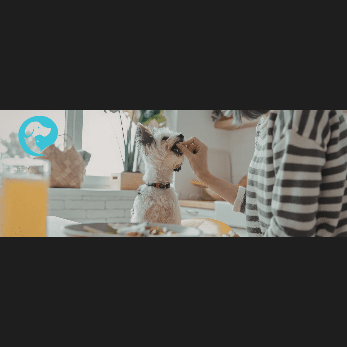 A small white dog getting a treat from their human at the kitchen table. Only the learner decides what food is high value!