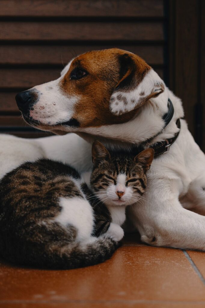 introducing new dog to resident dog