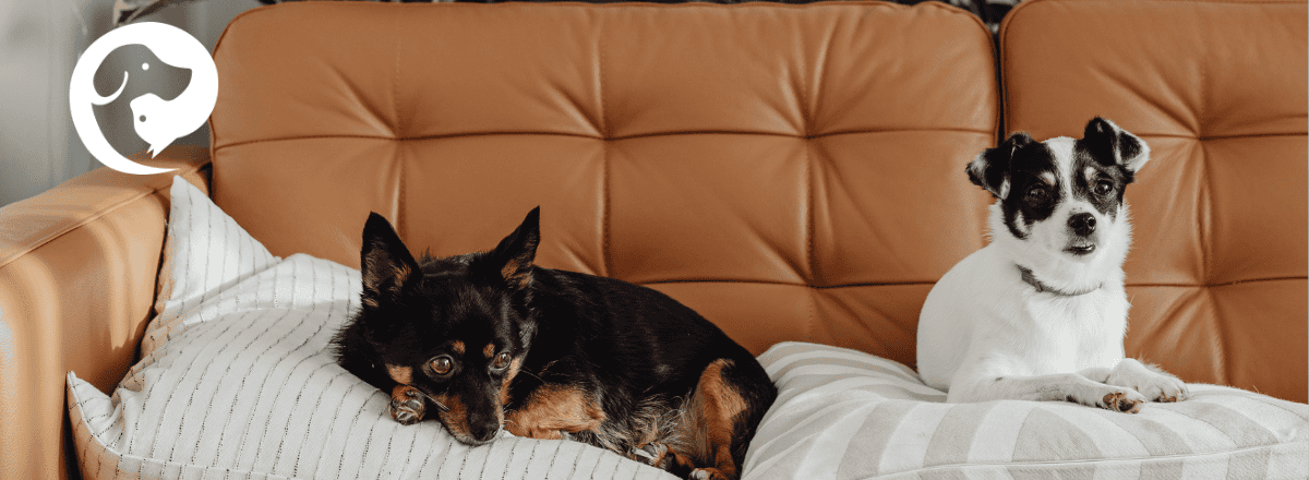 Two small dogs resting on blankets on a couch.