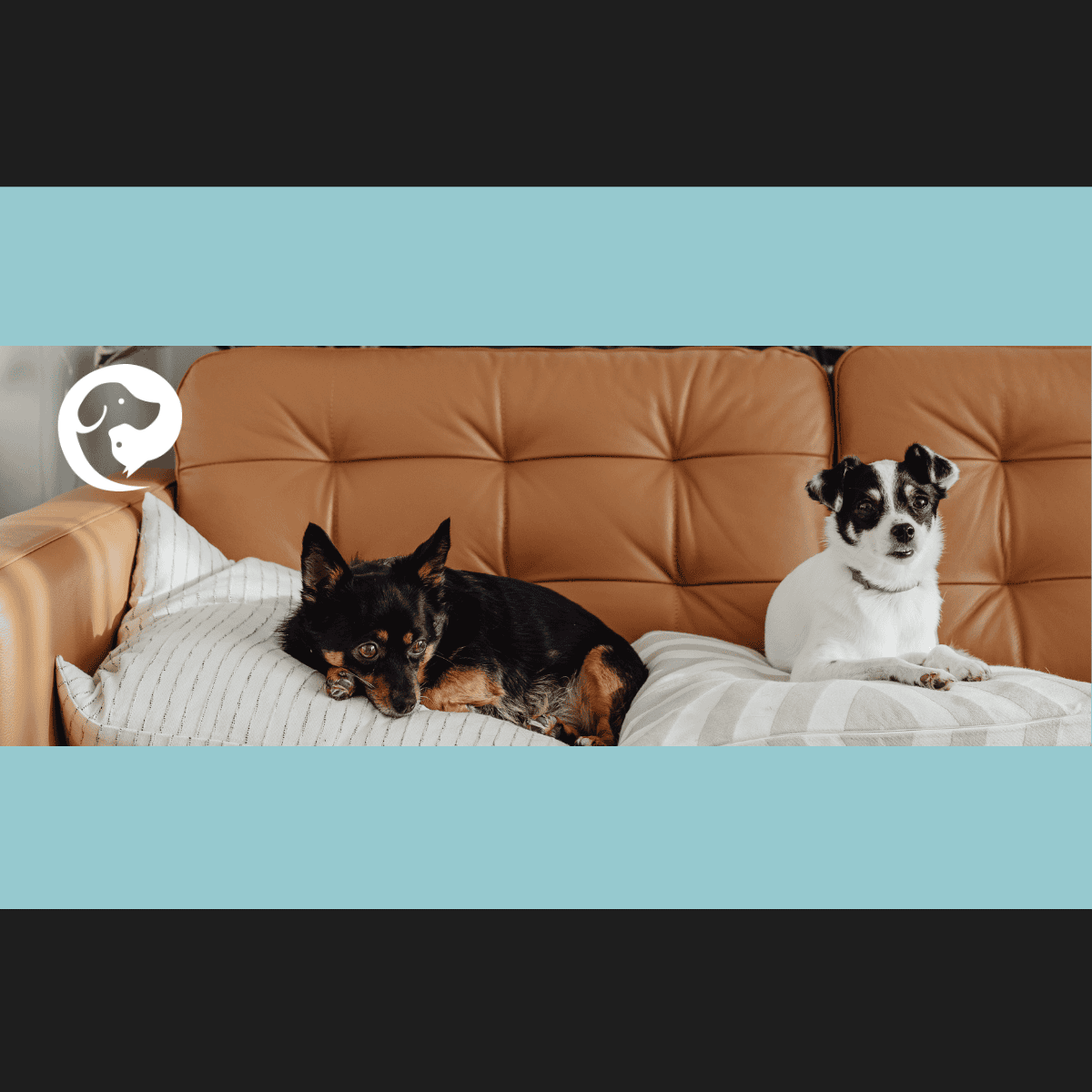 Two small dogs resting on blankets on a couch.