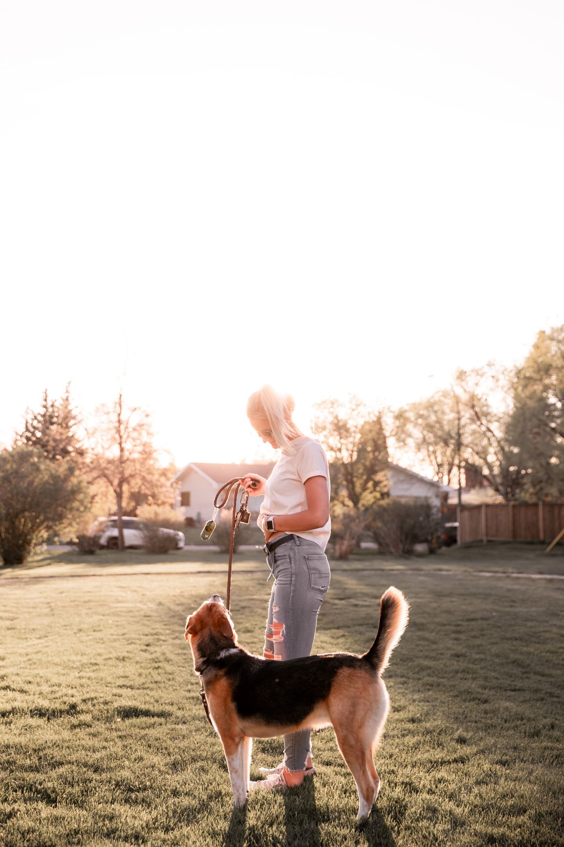 Online Dog Behavior Course for Owners Pet Harmony