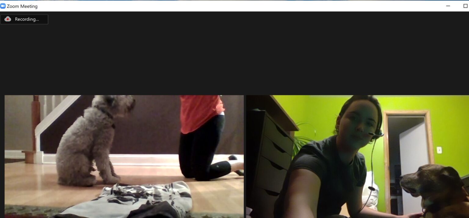 Remote Consultations Pet Harmony