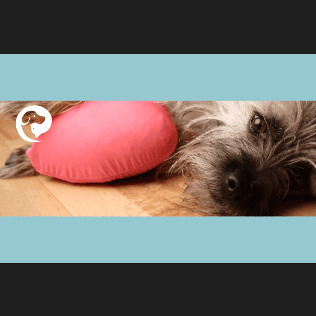 A scruffy grey dog lying on a floor with a pillow. An opportunity for resource guarding.