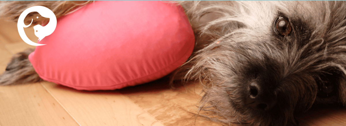A scruffy grey dog lying on a floor with a pillow. An opportunity for resource guarding.
