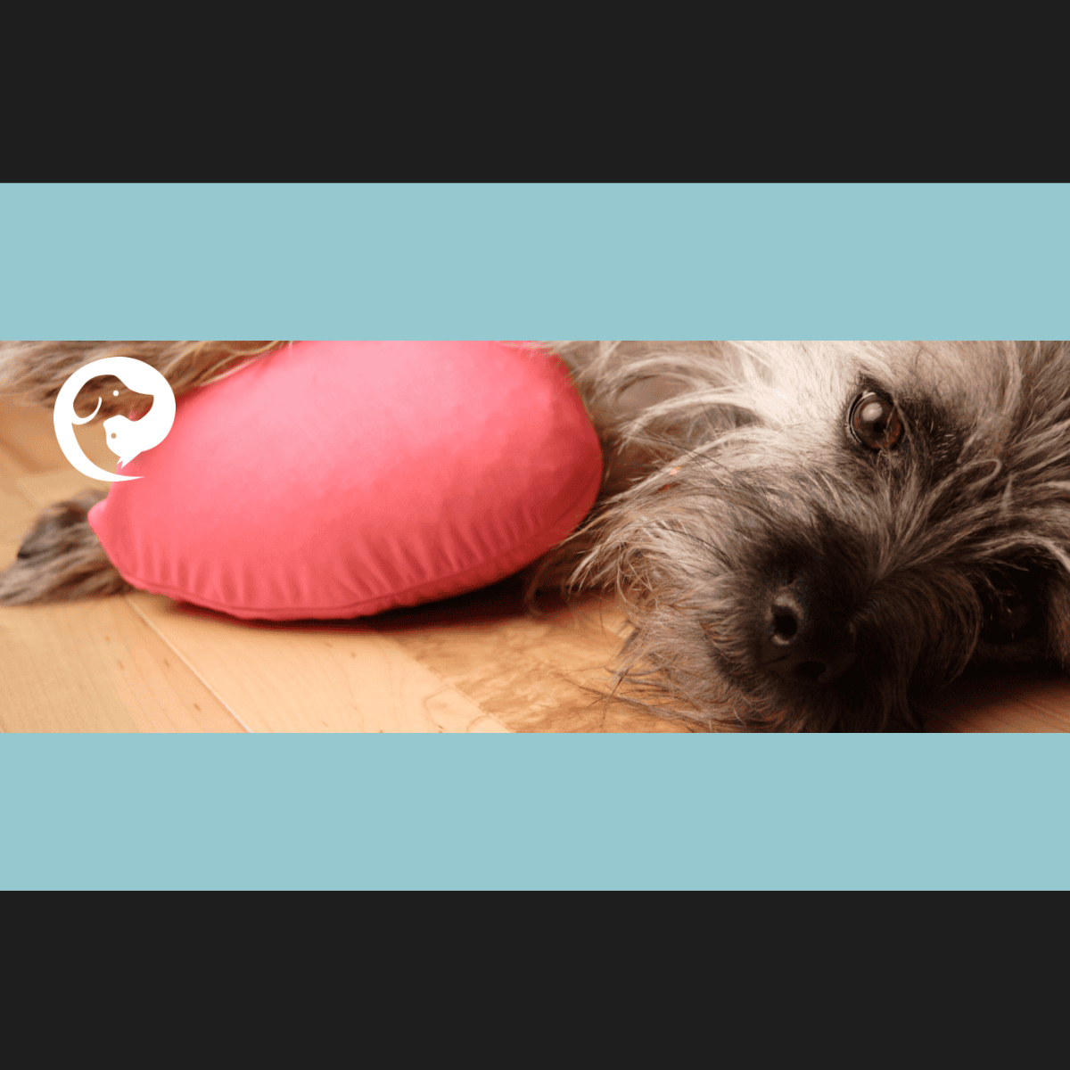 A scruffy grey dog lying on a floor with a pillow. An opportunity for resource guarding.