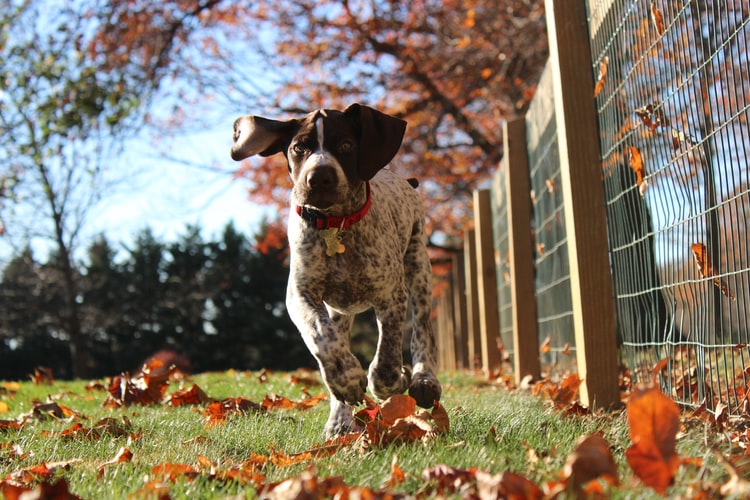 A german shorthaired pointer rushes towards the camera