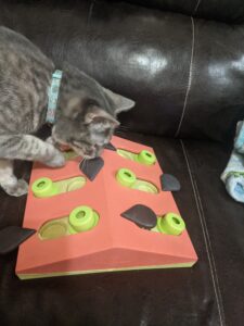 A grey tabby cat uses her nose, paws, and brain to get her favorite treats from a treat puzzle.