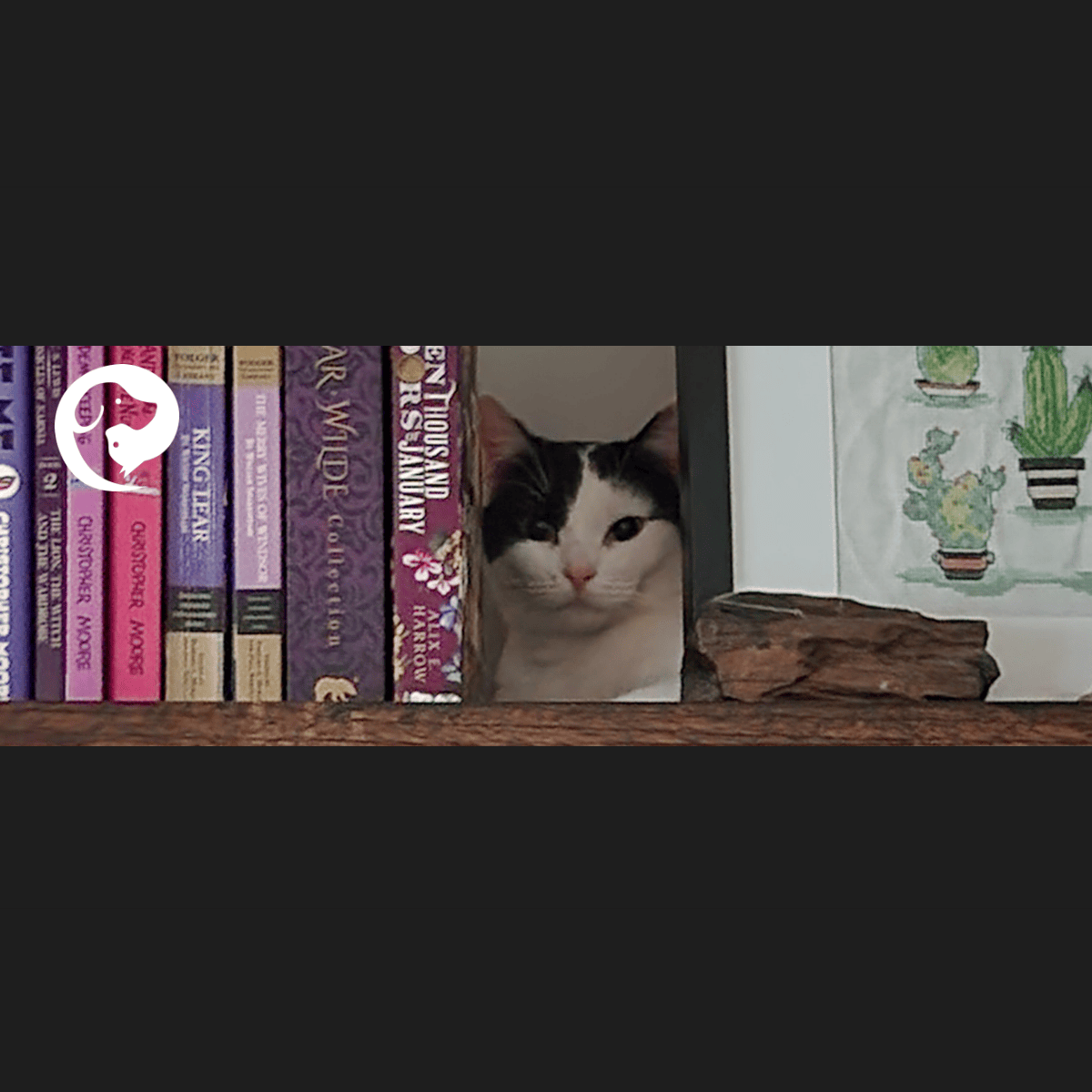 A cat peeks out between books in a bookshelf. Feline enrichment!
