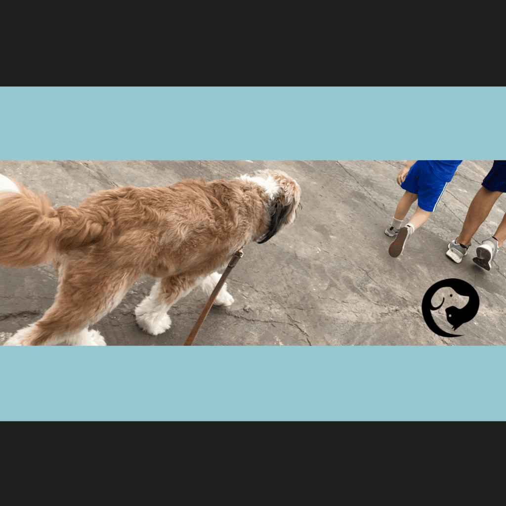 Opie, a fluffy brown dog, walking with his family.