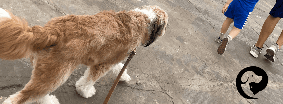 Opie, a fluffy brown dog, walking with his family.