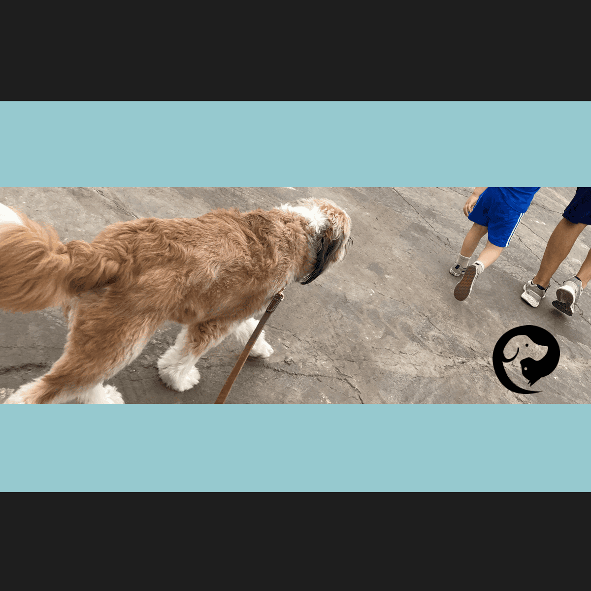 Opie, a fluffy brown dog, walking with his family.