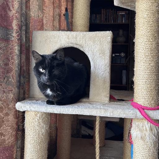 A black cat with a white patch on her chest and one green eye. Beans the cat perched inside of a small carpeted box on top of her cat tree.