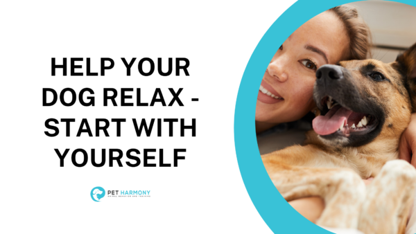 Help Your Dog Relax - Start With Yourself - Pet Harmony