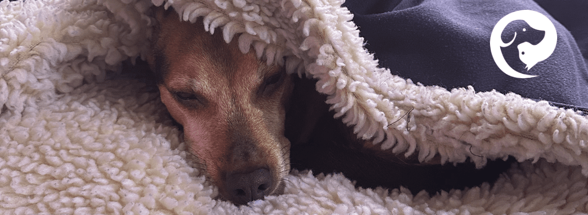 A brown dog relaxed and sleeping under a blanket.